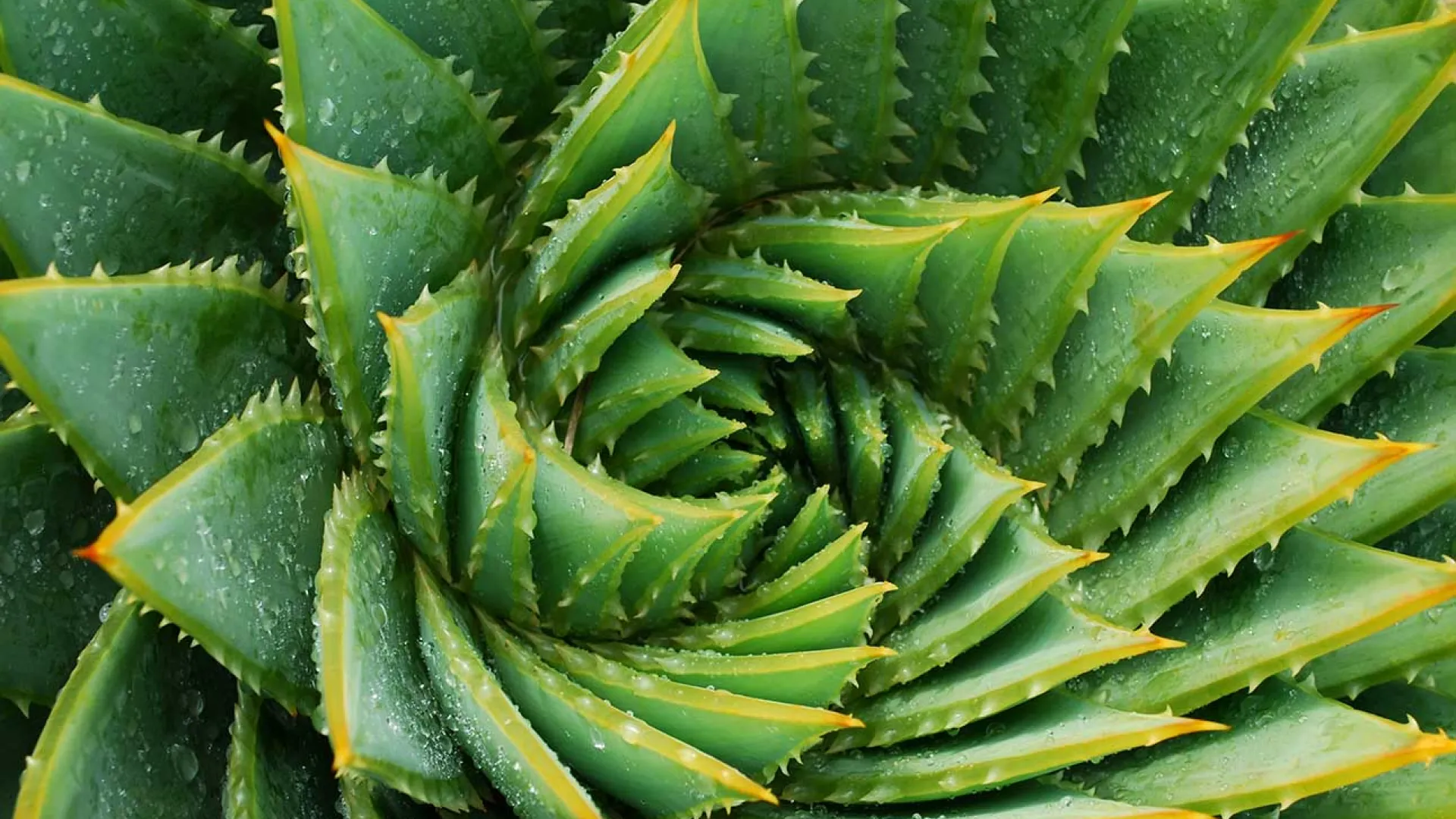 natural leaf pattern