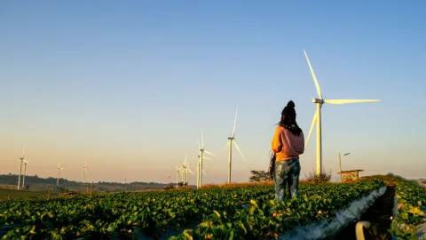 Person in a field looking out towards wind turbines